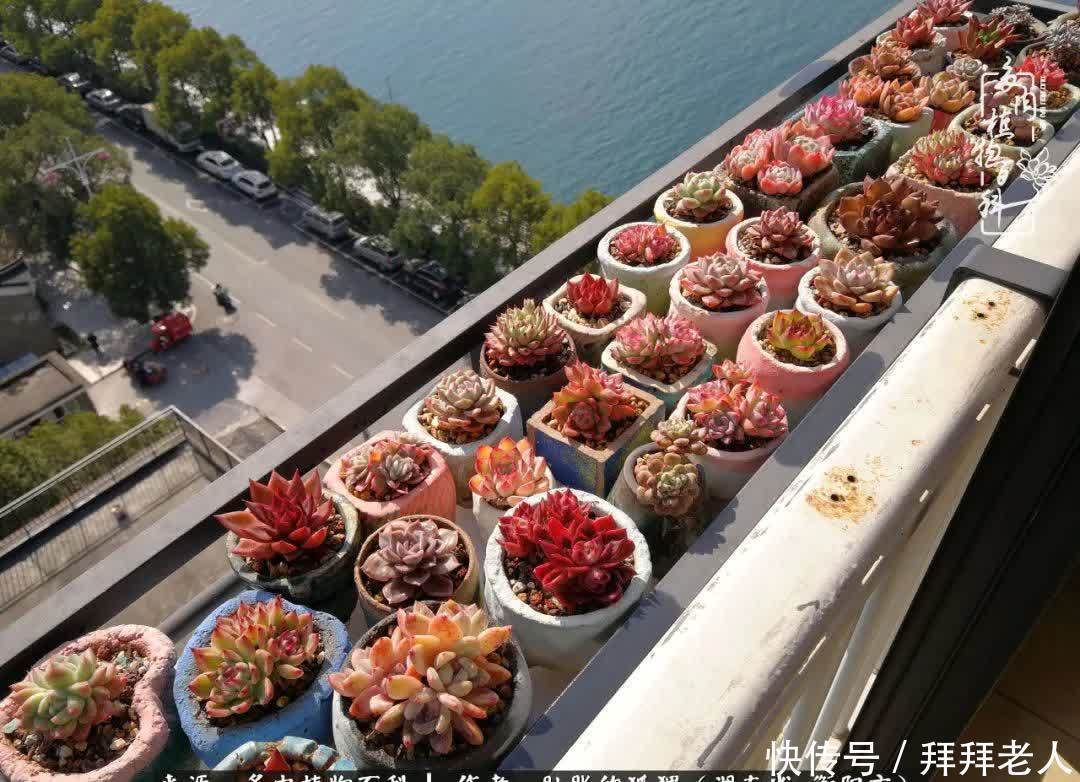 养多肉,我们到底养的是什么?