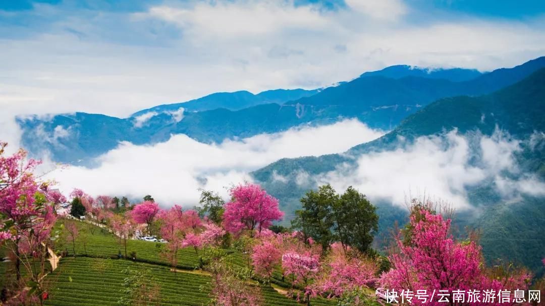 樱花|无量山2000亩的樱花开了，等你来