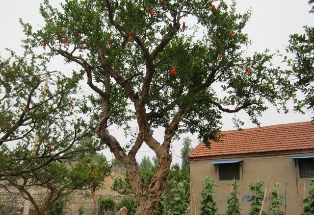 石榴树|俗语“门前有三树，家兴富三代”，是哪三种树农村很常见