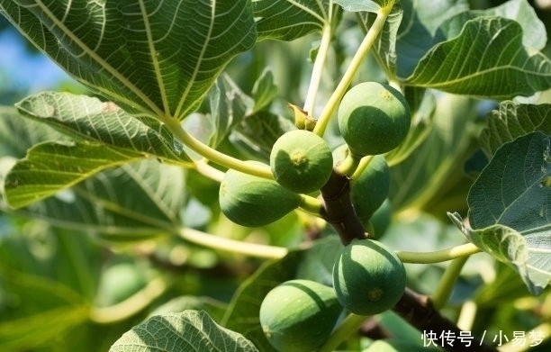 浑身|我是无花果，浑身都是宝，果实和叶子3个厉害用途，知道的人不多