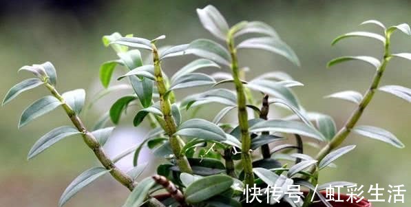 食物|会吃的人最长寿,常吃四种食物,清肠排毒,美颜抗衰,谁吃谁健康