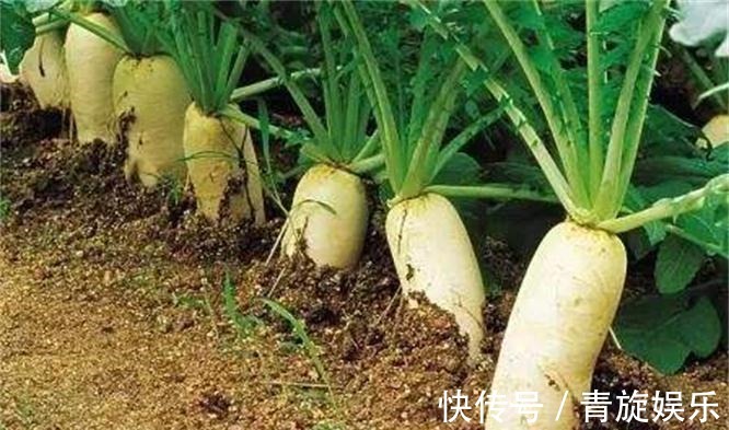 异硫氰酸盐|农村人想长寿,常吃4种蔬菜,营养丰富,补血补气,人越来越年轻