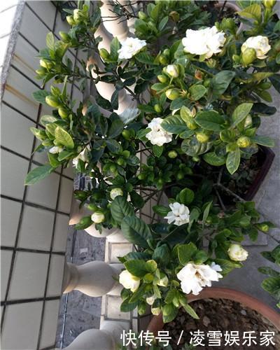 缓苗期|学会以下几招,栀子花不黄叶不掉蕾,花开满了整个枝头!