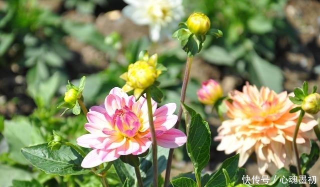 院子中一定要种的花,它的美远超你的想象!