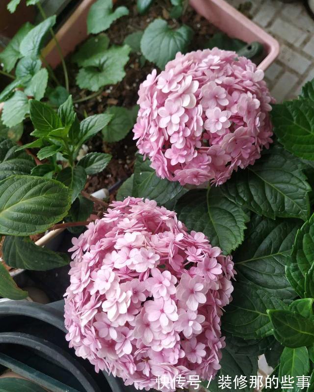 栀子花|夏天,这五种花多浇水,叶绿肥大,长势很良好