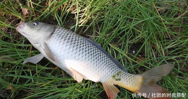 水资源|南方钓友总是不解，为何北方钓友这么痴迷鲤鱼，这次说个透彻！