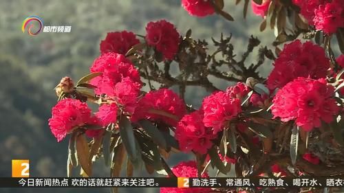 春天色彩 高鲁山马缨花进入盛花期