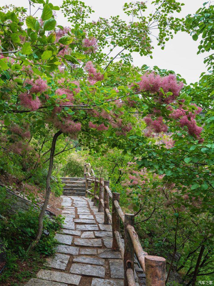 粉红|【郊野行摄】春风拂面，黄栌花开---雨中游京西幽岚山