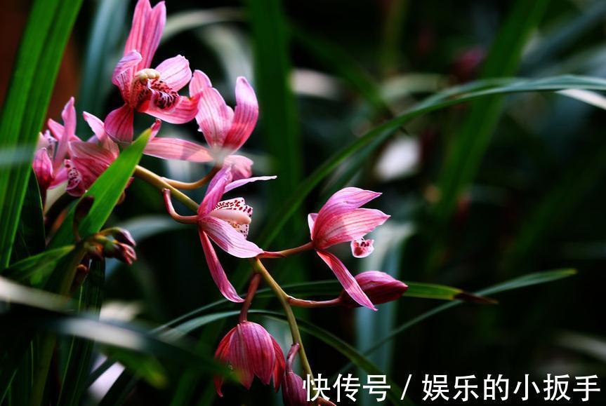 浅谈养兰之道，如何正确给兰花浇水，让它长势旺盛