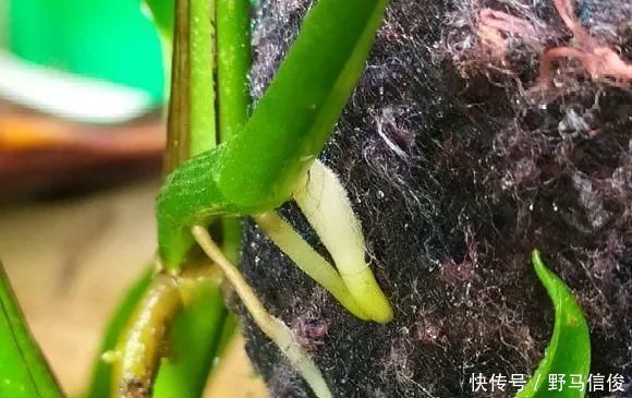 红掌|茉莉花扦插有机关,砍这一段枝条,插土里3天就活