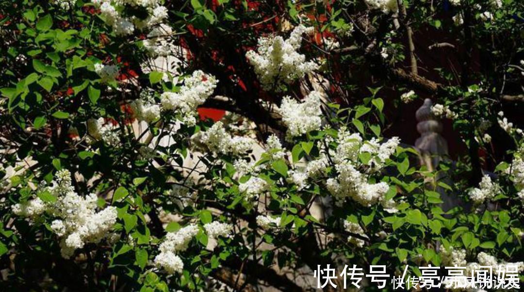 忧愁$岑参两首不可不读的经典,每一首都很孤独,写出了繁华过后的落寞