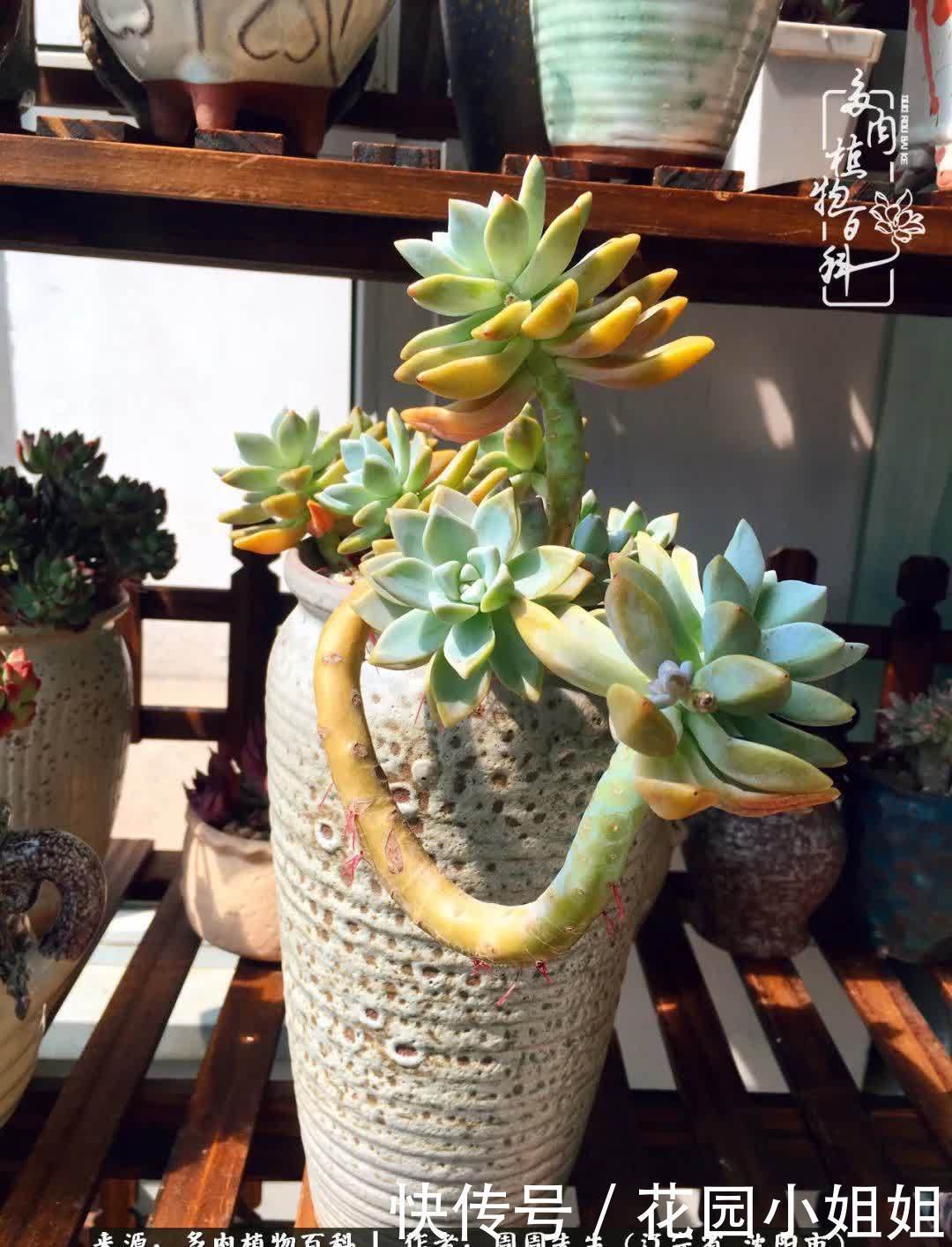 不羡鸳鸯不羡仙,只羡东北来春天!多肉冬去春来!