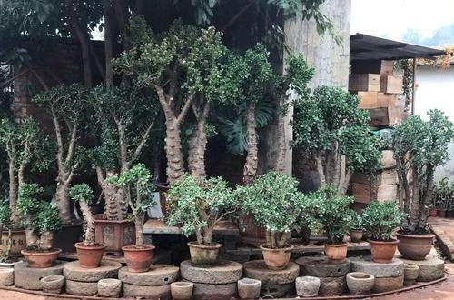 养了20年的玉树，杆子比大腿还粗，满树白花跟下雪了一样