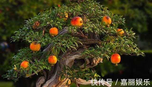 盆栽石榴如何修剪1个修剪小技巧,株型美如盆景,果子多又大