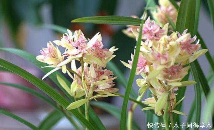 4种花养家里,福旺运旺财更旺,一盆几十块,添绿意清空气