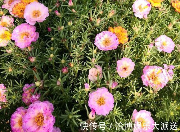 养护|偷偷给妈妈养的太阳花狠狠剪了个光头,一个月后开花爆盆,真值