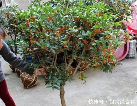 桂花扦插,没那么难!路边折一段,30天成桂花盆栽,能观赏能泡茶!