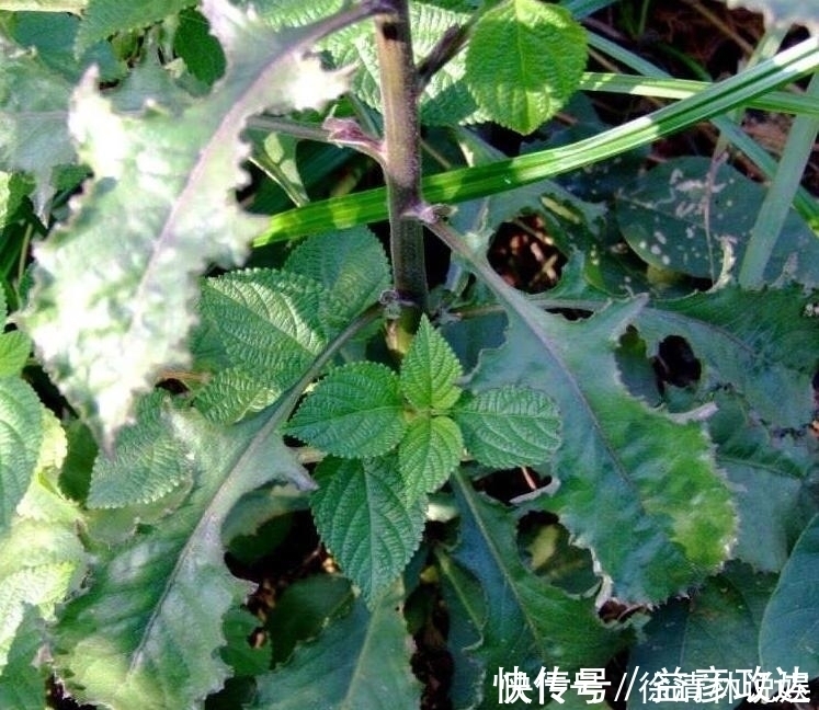 价值|人称”百草之王“,价值极高,若有幸遇见,请加倍珍惜!