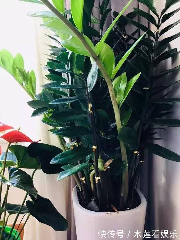 叶子|玉树金钱树,叶子一夜掉光,根软要倒掉,再不救就剩下盆了!