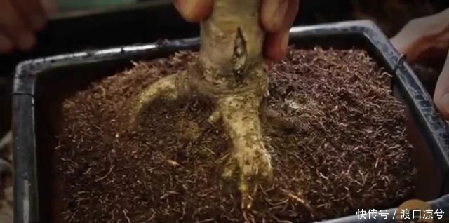 铁丝|养几年的盆景植物在早春的时候没有移栽,那真是亏大了!