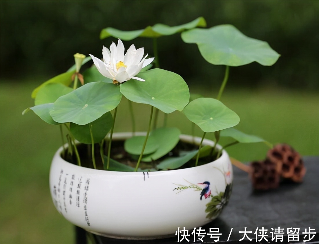 “人养花三年，花养人一生！”家居盆花100种，总有几款你喜欢