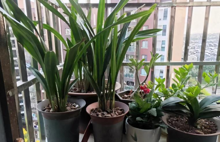 立冬养什么花合适？经验多的花匠爱推荐这4样，盆栽漂亮又好活