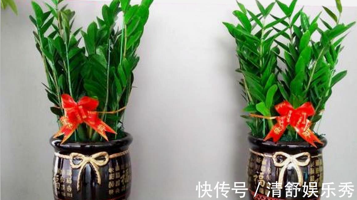 5种“吉祥花”适合养客厅,听名字就很欢喜,心情好事事顺
