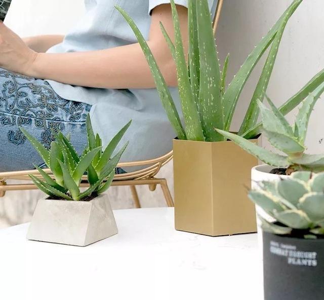 芦荟喜阳还是喜阴很多人都弄反了，难怪越养越“瘦”