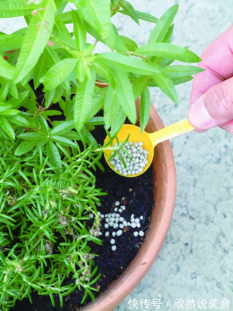 什么淘米水、啤酒水都不如“这样”施肥，用对方法，才能多开花