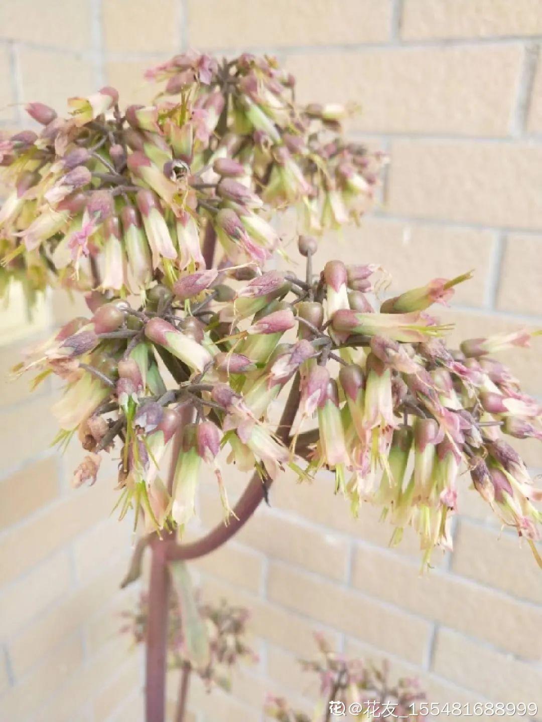 折腾不死的25种花,咋养都爆盆,家里必须养!