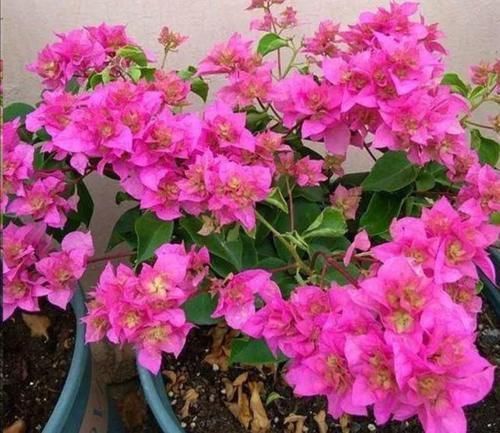 植株|冬天三角梅开完花,给它做好这几件事,休整好,来年才能开花更多