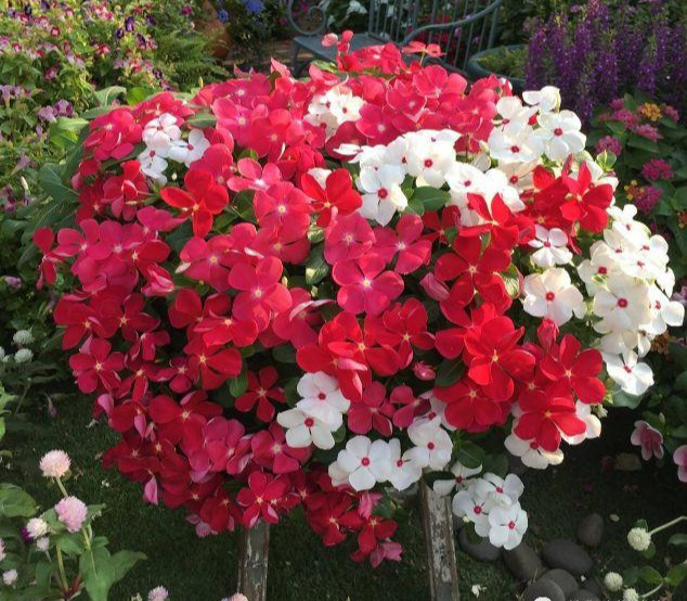 养花技巧粗生粗养也能四季开花！少养1种都觉得亏了