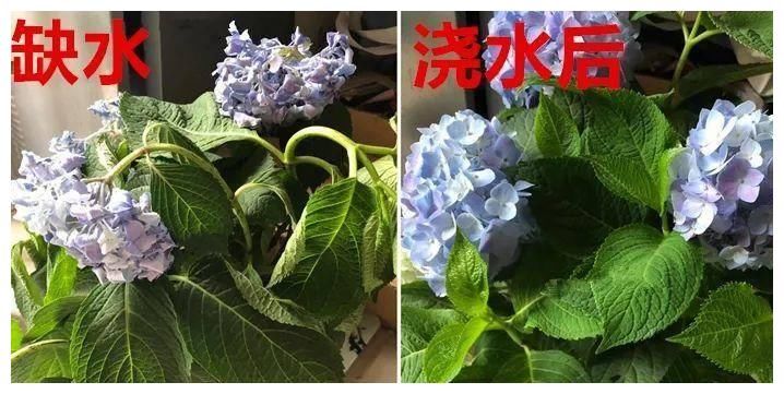 夏天|4种漂亮花，夏天就怕缺水，缺一次黄一次，天天浇水也不嫌多