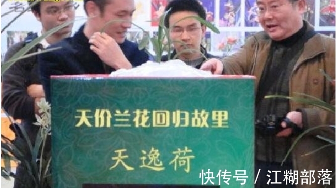 世界上最贵的兰花“天逸荷”，单株估值1个亿，持有者不卖给日本