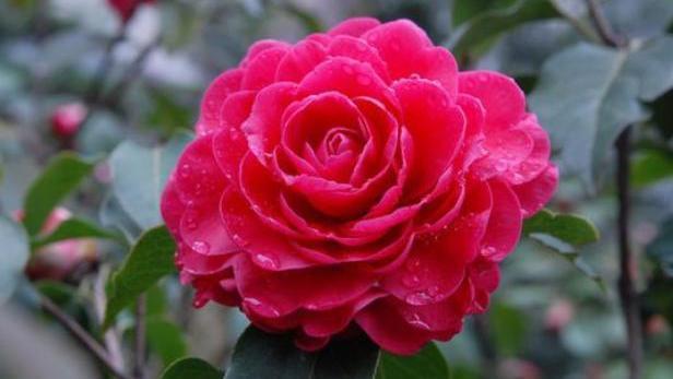 秋季给茶花换盆,1个“细节”别忽略,快速服盆,花苞蹭蹭冒