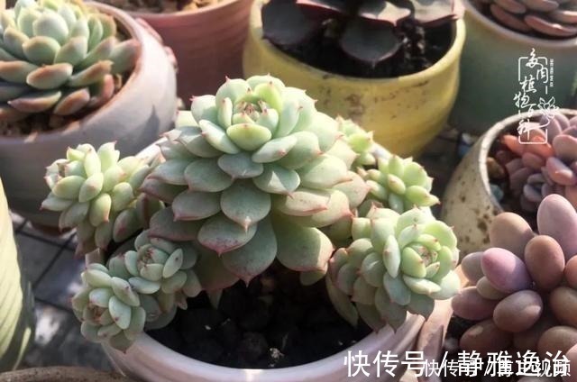 静夜|养多肉三年多，初见惊鸿！累并快乐着！养多肉三年多，初见惊鸿！累并快乐着！