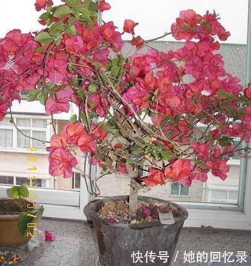 枝繁叶茂|养三角梅,一个小技巧,长的枝繁叶茂,开花多一倍