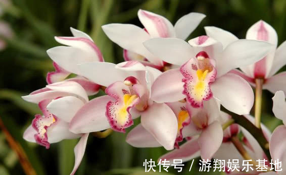 爆盆|此花一养就喜欢上它,好养漂亮,开花就爆盆,香味十足,女生必选