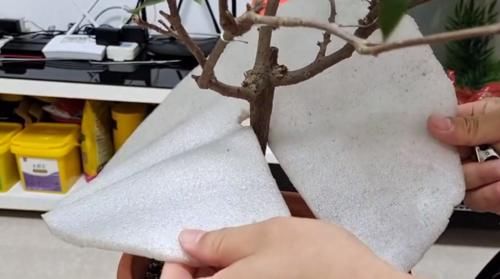 雨天三角梅如何控水，花后怎么做才能快速复花，分享我的方法