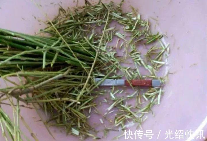 根系|它是天然“生根剂”，给花浇一点，根系壮猛发芽！