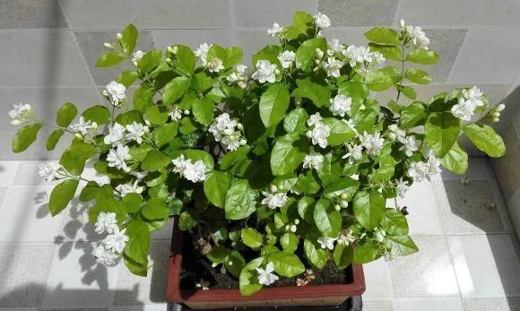 茉莉花后赶紧剪,剪完就开花,一直剪一直开