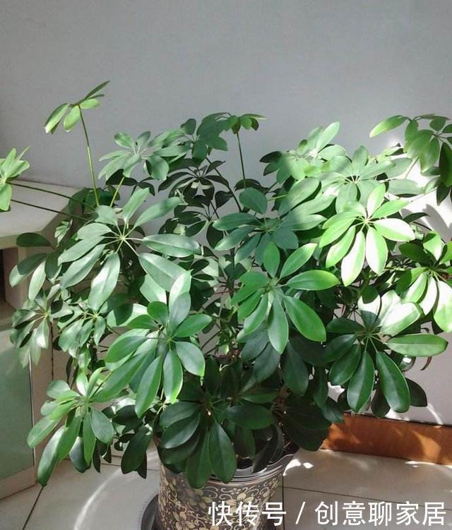 养花|不管你养不养花,3种花,总要养1盆,能缓解疲劳,还能杀病菌