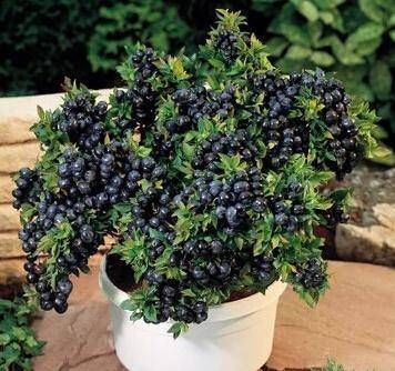 植株|阳台再小，也要养4种果树，植株矮小，结果颇多，还能当盆栽欣赏