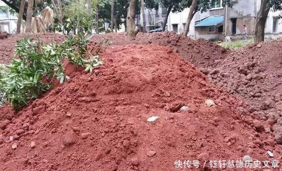 泥土|户外挖“2种土”养花,君子兰长得像“大白菜”,茉莉花“爆盆”