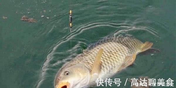 大鱼|给你个忠告：秋钓鲤鱼就用这“硬招”，鱼竿瞬间就是一个大弯弓