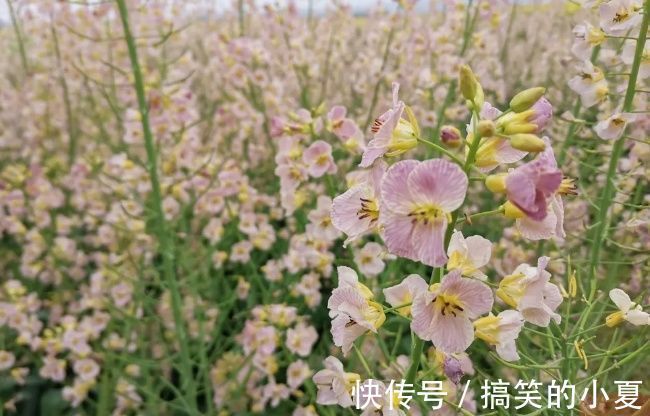 五彩|赶趟末班车，去长兴岛赏千亩五彩油菜花田