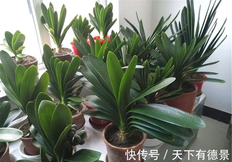 想要“养好”君子兰,建议改掉“3个坏习惯”,做对2件事