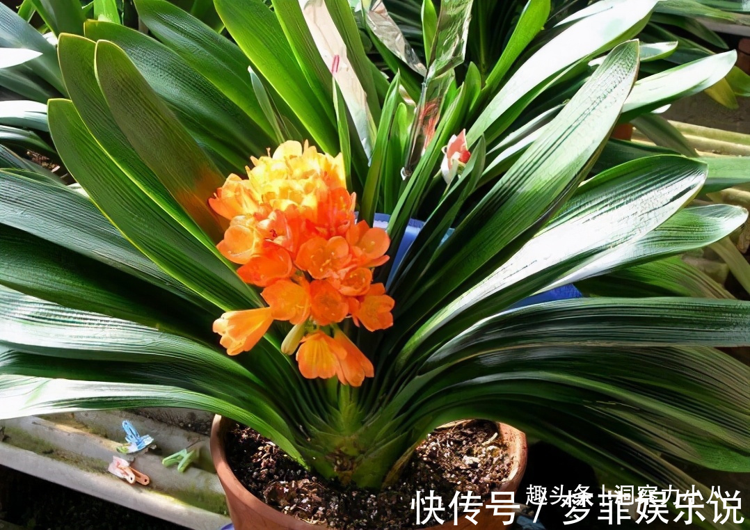 浇水|君子兰开花不积极,勤做“三动作”,撒欢长不夹箭,绽放层叠群兰