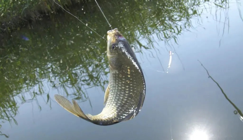 冬天莫封竿,只要选择好钓具饵料和钓法,大鲫鱼连竿上岸