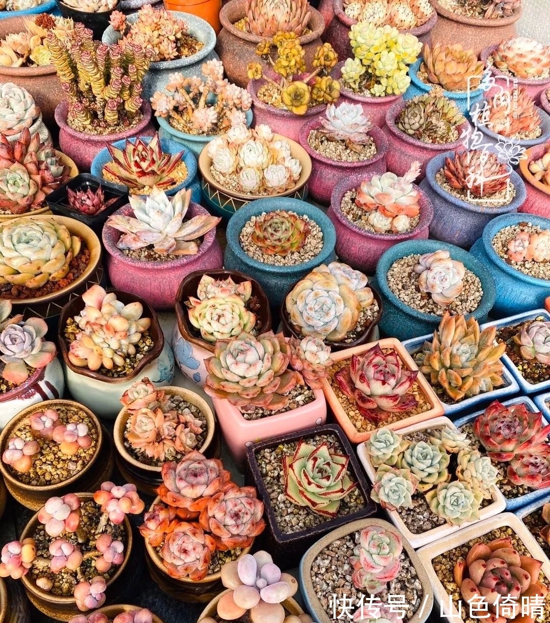 我与多肉植物百科的398天离别又重逢！